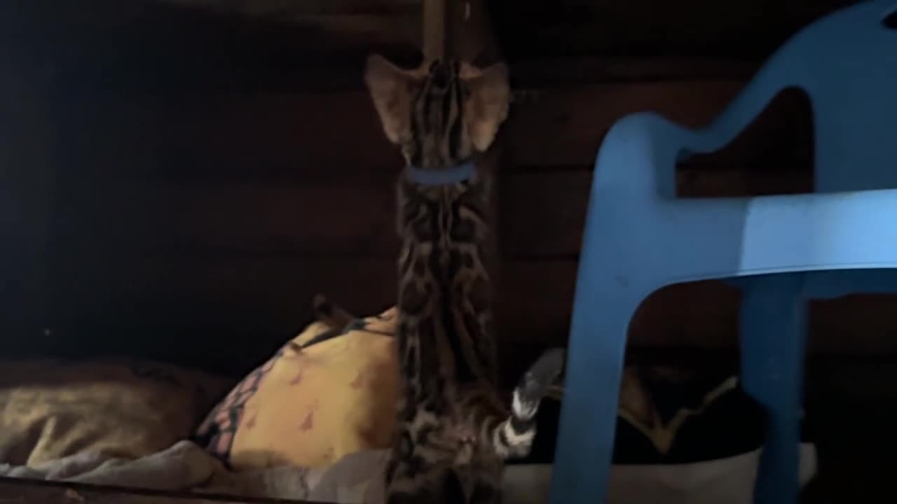 Bengala gatti in vendita: Cuccioli di Bengal / Bengala - Video 2