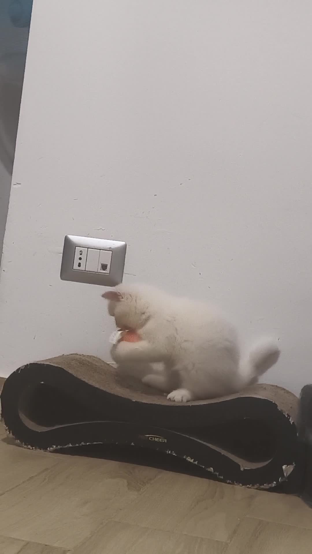 Persiano gatti in vendita: Persiano Exortic - Video 1