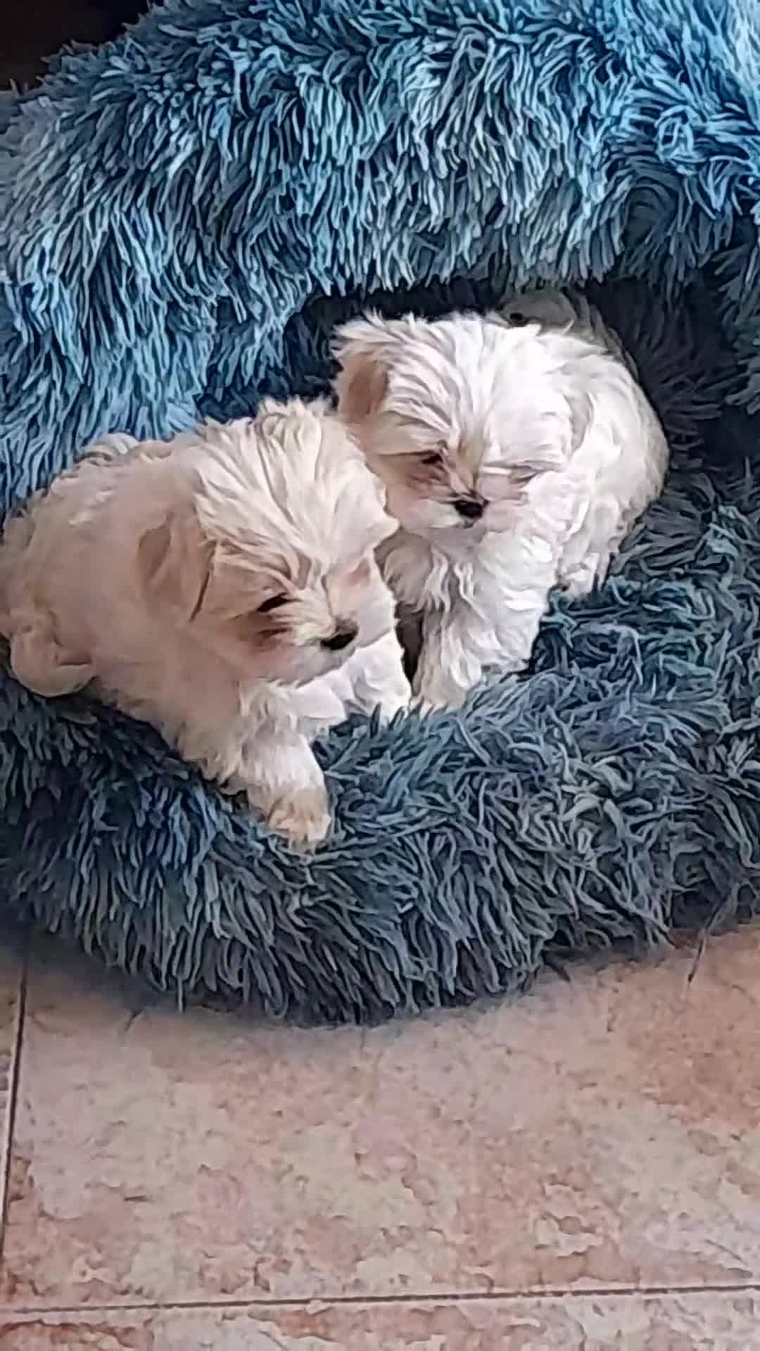 Maltese cani in vendita: Maltese  - Video 3