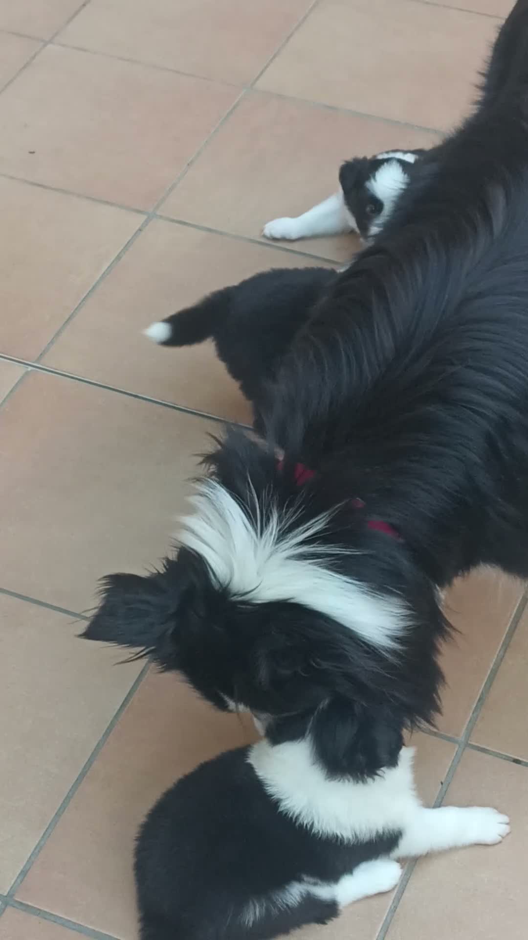 Border Collie cani in vendita: Border Colli con pedigree vendiamo - Video 1