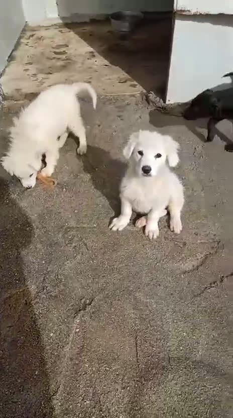 Meticcio cani in regalo: FREYETTA SUPER DOLCE - Video 1