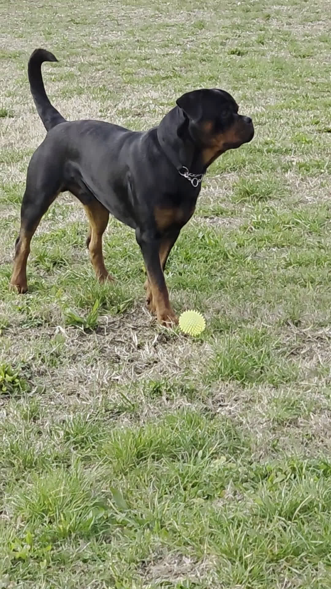 Rottweiler cani per accoppiamento: Rottweiler per monta - Video 1