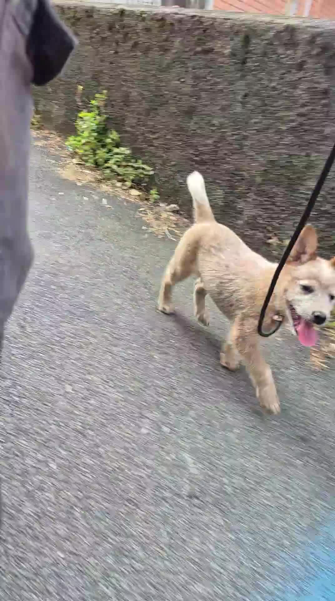 Australian Cattledog cani in vendita: Cuccioli Australian Cattledog a Città Metropolitana di Genova - Video 5