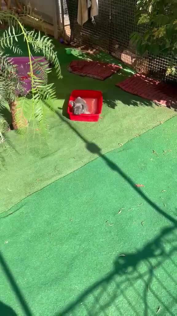 Bulldog Francese cani in vendita: Cuccioli di bulldog francese - Video 2