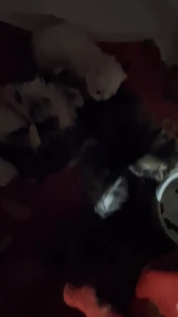 Persiano gatti in vendita: Persiani gattini - Video 1