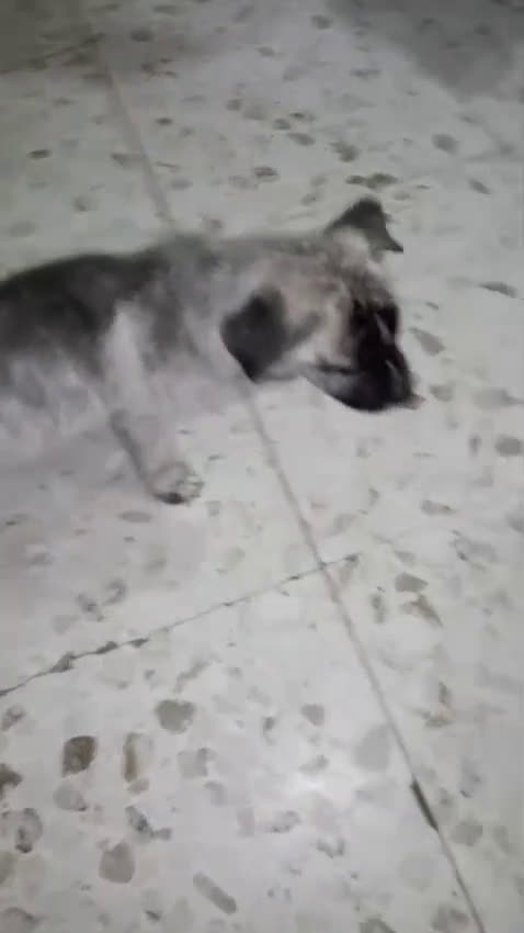 Husky cani in regalo: Mamma siberiana huski e le sue cucciole - Video 1