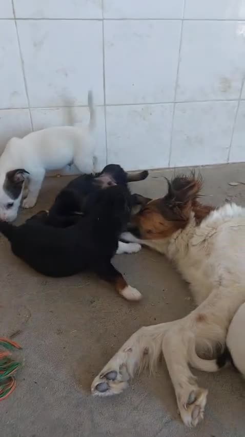 Meticcio cani in regalo: Cucciola - Video 1