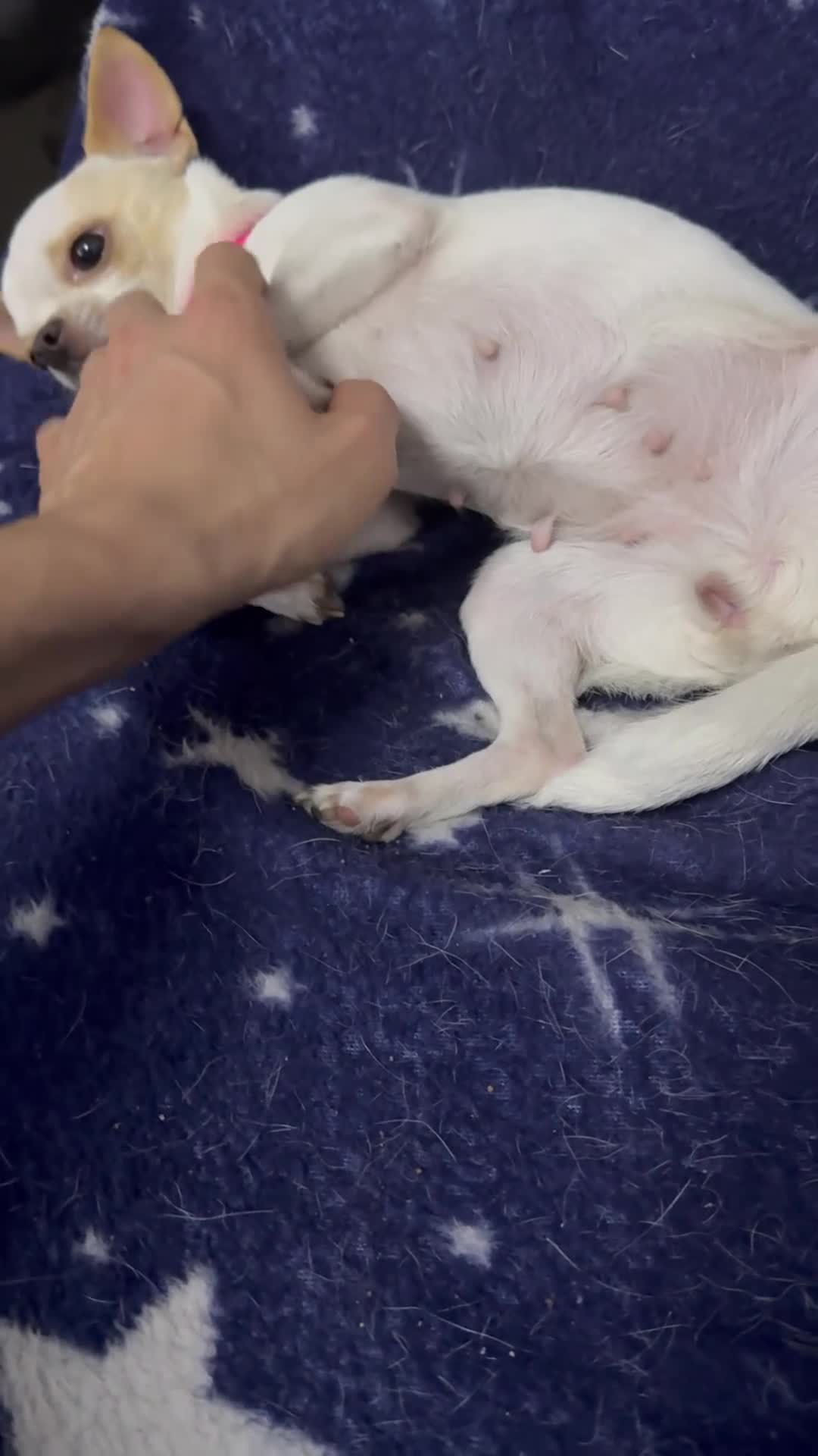 Chihuahua cani in vendita: Chihuahua - Video 1