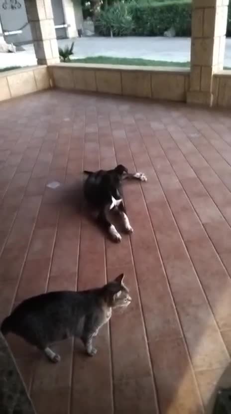 Meticcio cani in regalo: Cucciola NON LA VOGLIONO+!!!! SOS SALVEZZA SICILIA - Video 1