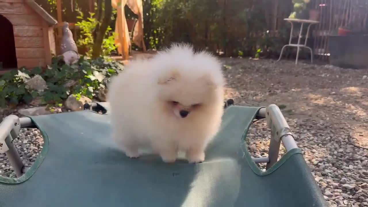 Volpino Pomerania cani in vendita: Volpino di Pomerania  - Video 2