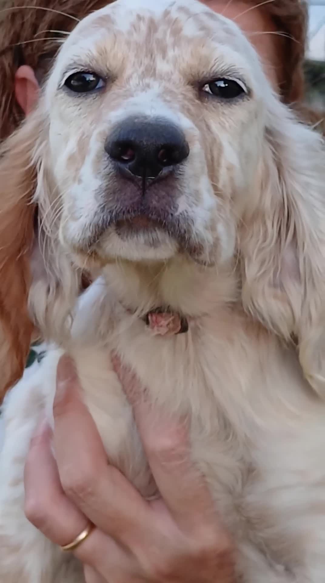 Setter Inglese cani in vendita: Cucciola  - Video 1