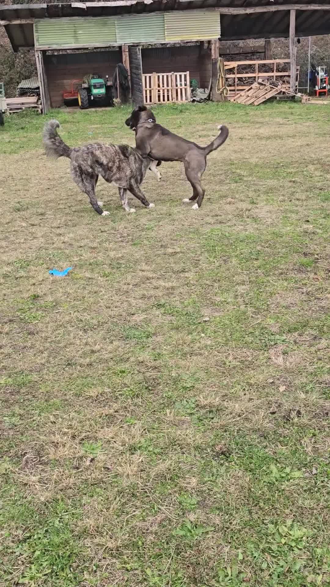 Pastore Asia Centrale cani in regalo: Pastore dell'Asia Centrale disponibile - Video 1
