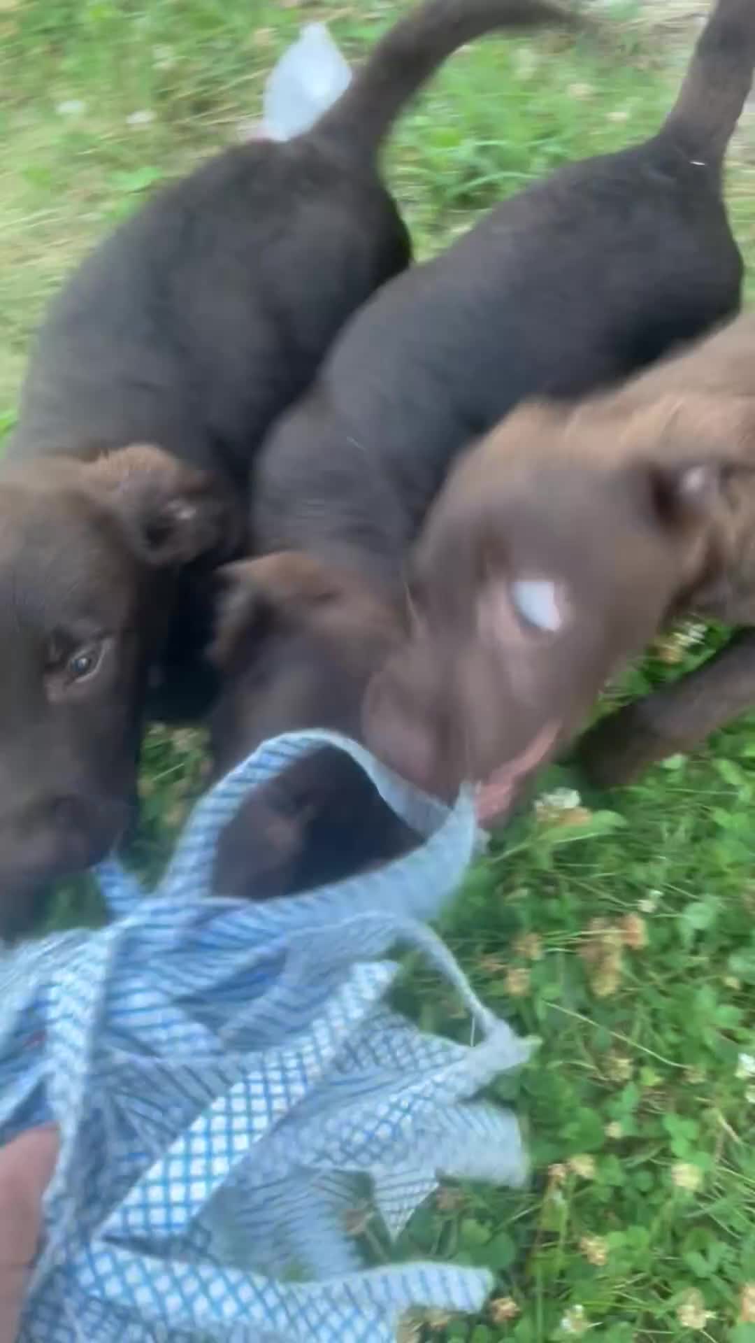 Labrador cani in vendita: LABRADOR CIOCCOLATO CON PEDEGREE a Provincia di Brescia - Video 1