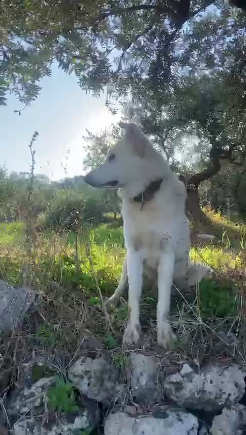 Pastore Svizzero cani in regalo: Gucci, dolcissimo pastore svizzero - Video 2