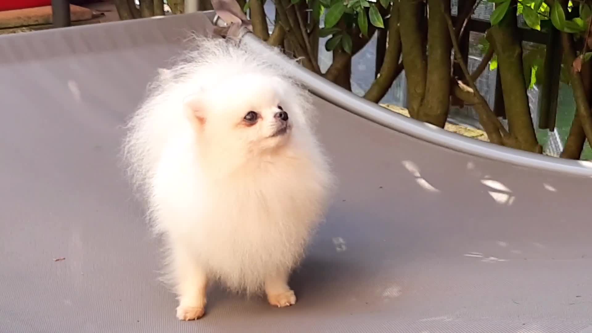 Spitz cani in regalo: Spitz di Pomerania NANO  - Video 2