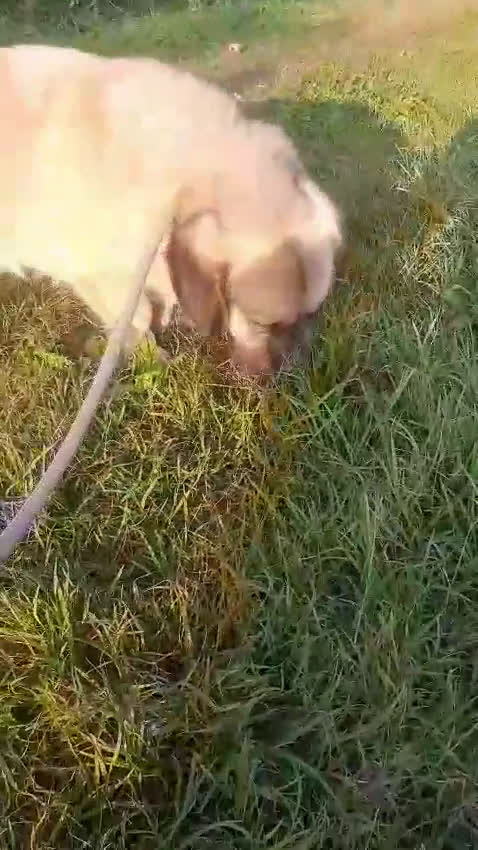 Meticcio cani in regalo: LUCKY CAGNOLINO MERAVIGLIOSO - Video 1