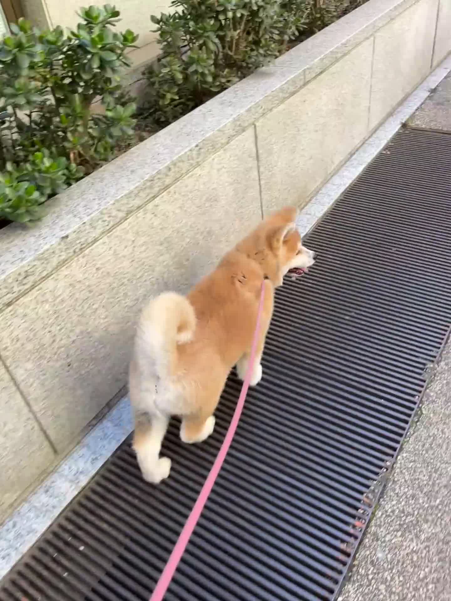 Akita Inu cani in vendita: Ultima Meravigliosa cucciola fulva  - Video 1