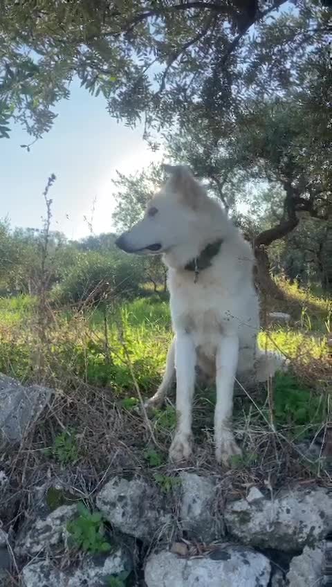 Pastore Svizzero cani in regalo: Gucci, uno splendido pastore svizzero - Video 2