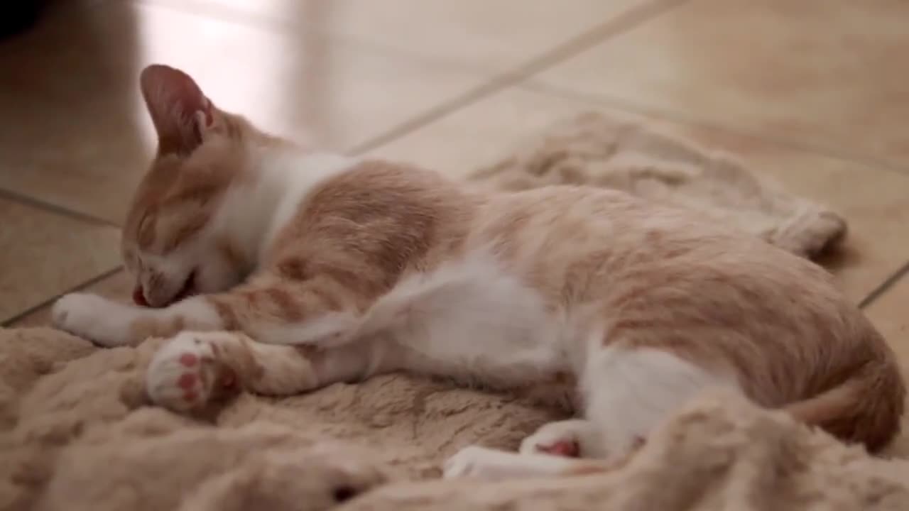 Altre razze gatti in regalo: Gattini (2 ♀ 1 ♂) - Video 1