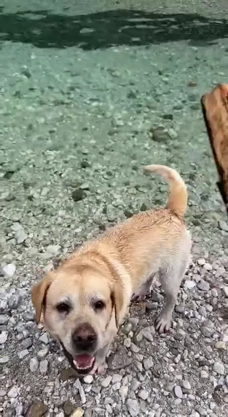 Labrador cani per accoppiamento: Per la monta, stupendo Labrador maschio - Video 1