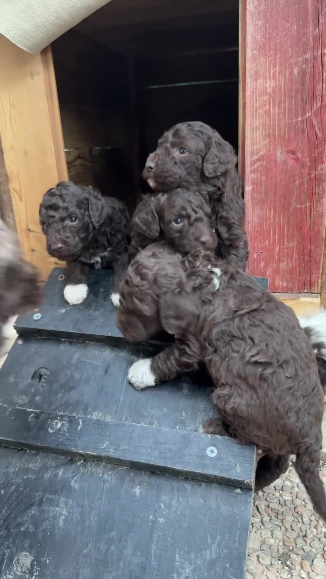 Lagotto cani in vendita: Cuccioli di Lagotto romagnolo con pedigree - Video 2