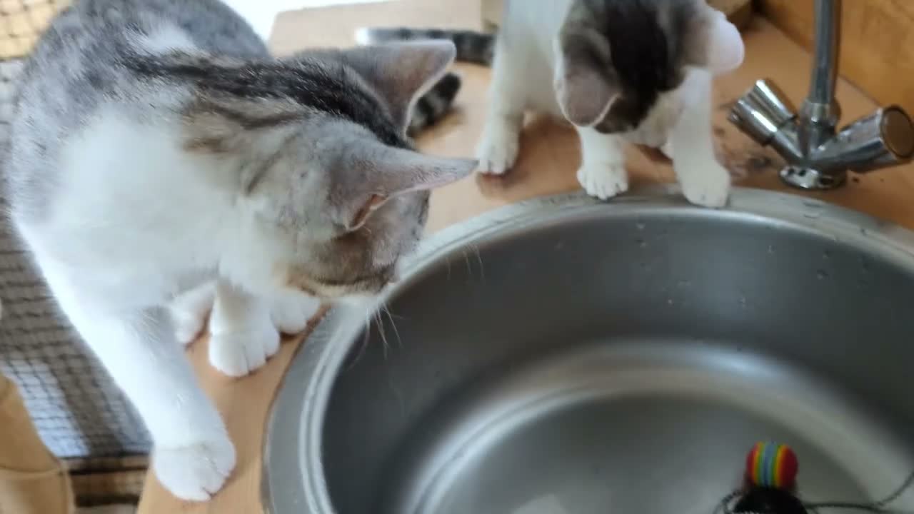 Europeo gatti in regalo: Piko & Bok: dalla radura al cuore di una famiglia! - Video 2