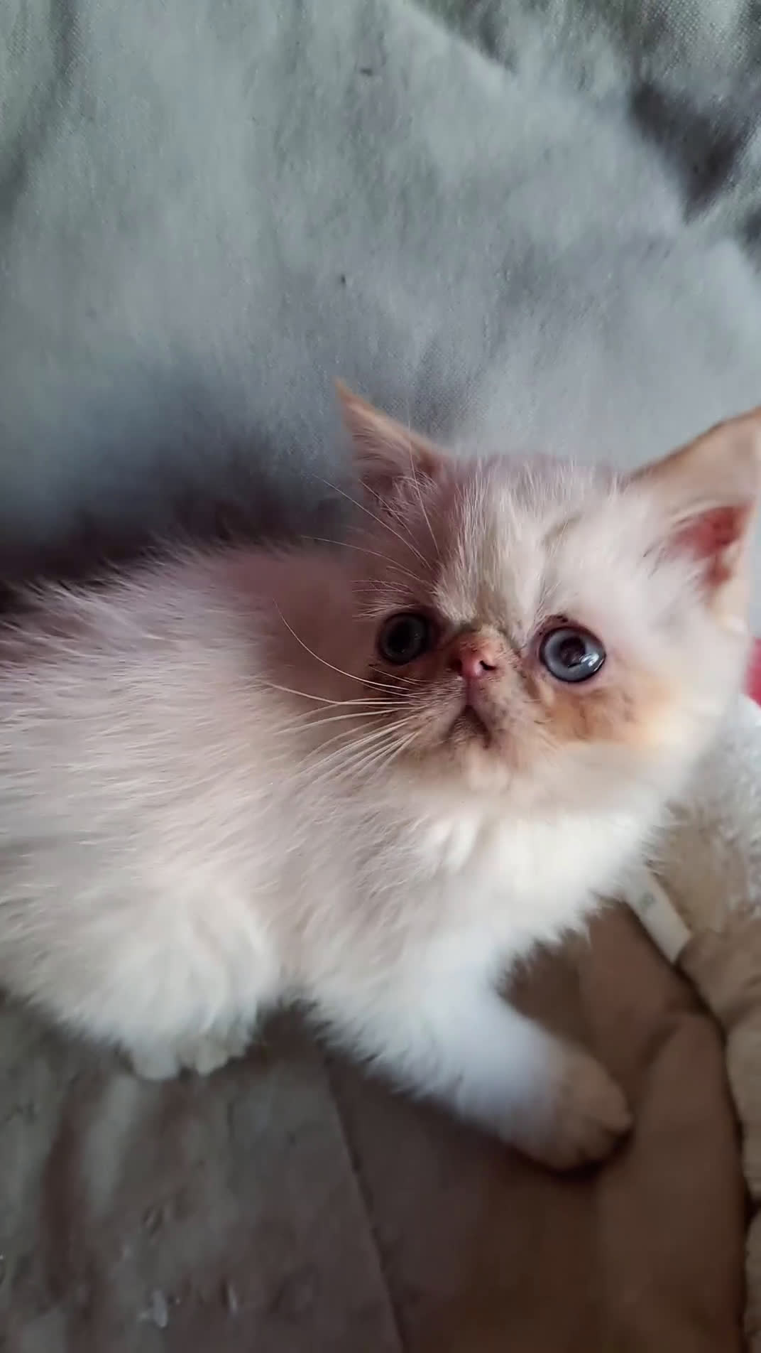 Exotic Shorthair gatti in vendita: Gattino esotico - Video 1