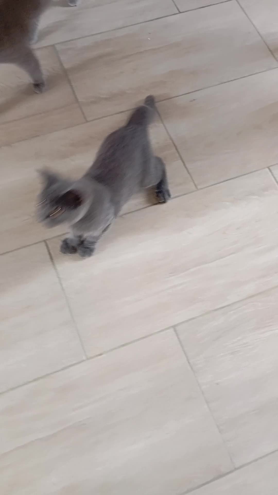 British gatti in vendita: British shorhair cuccioli  - Video 2
