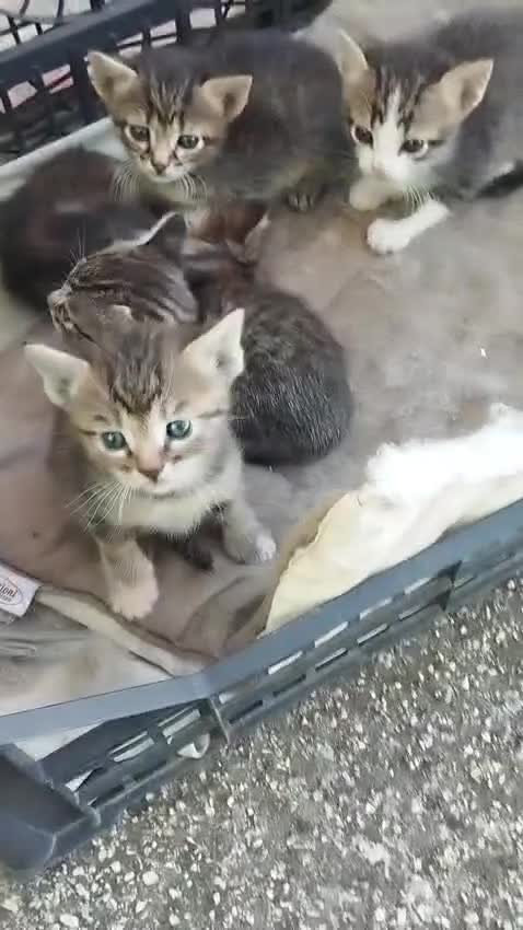 Europeo gatti in vendita: Gattini tigrati  - Video 1
