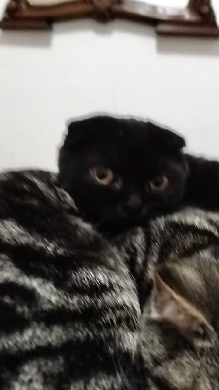 Scottish gatti in vendita: Gatto Scottish  - Video 1