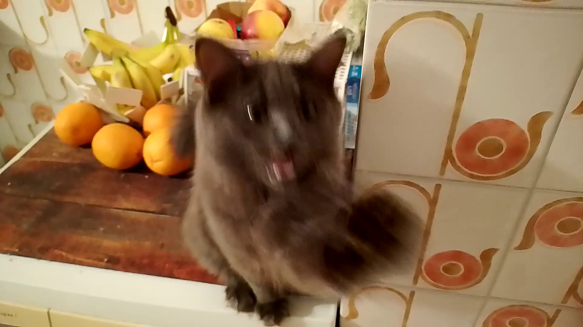 Siberiano gatti in vendita: Cuccioli gatto siberiano ipoallergenici  - Video 2