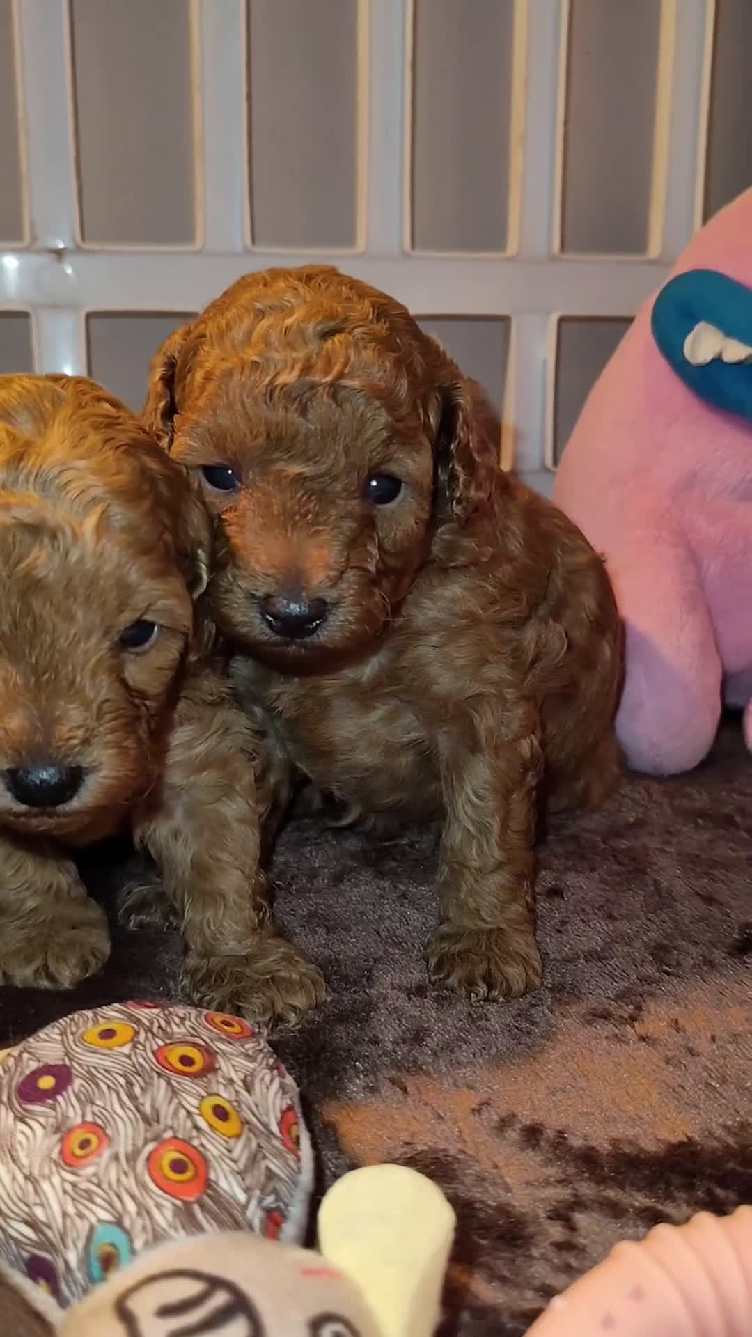 Barboncino cani in vendita: Barboncino nano  - Video 1