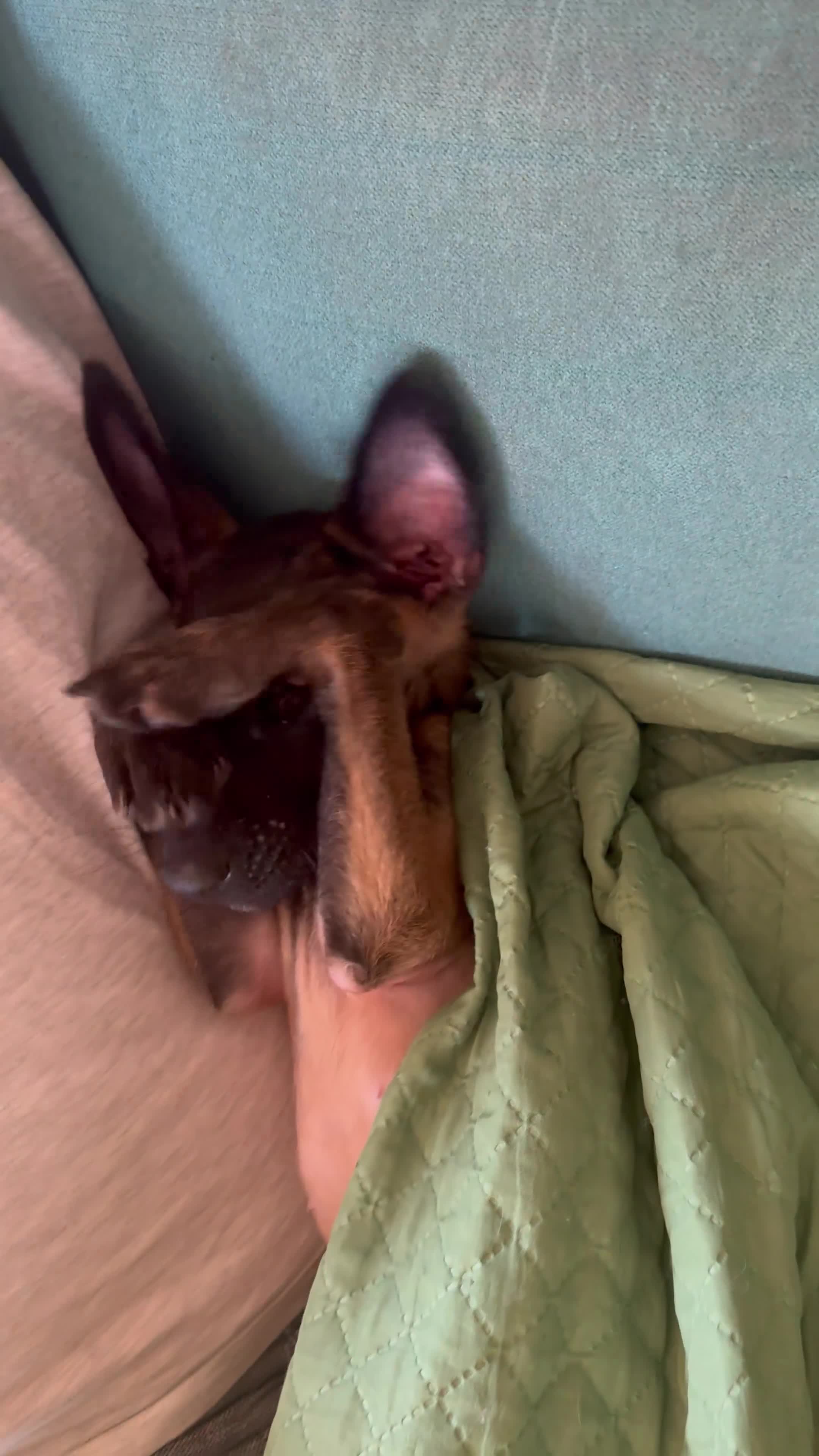 Pastore Belga cani in vendita: Ultima cucciola di pastore belga malinois  - Video 1