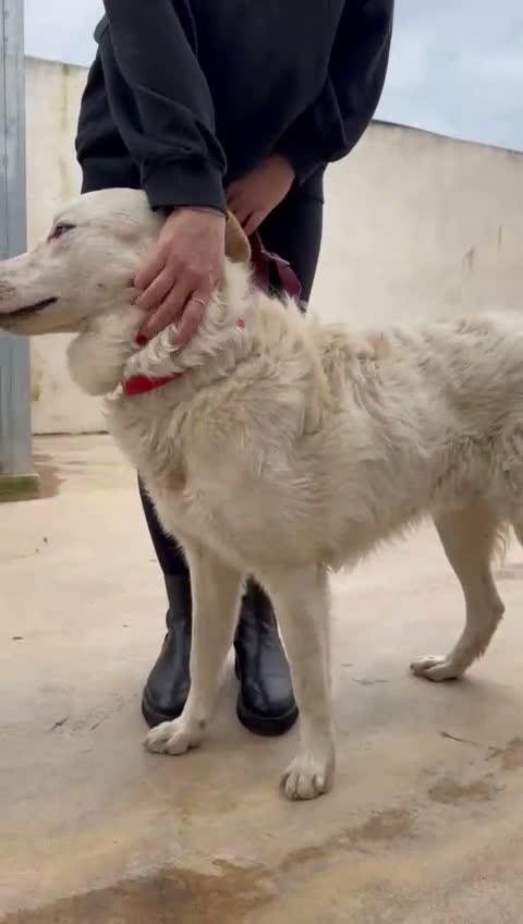Meticcio cani in regalo: Ugo: cucciolone buonissimo con tutti  - Video 3