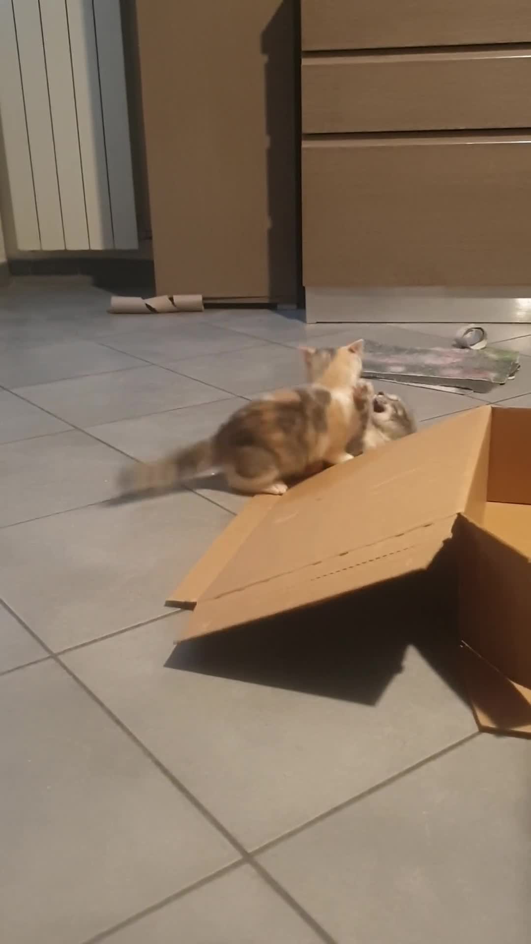 Meticcio gatti in regalo: Sorelline in cerca di casa a Provincia di Pavia - Video 1