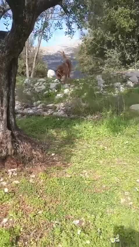 Maltese cani in regalo: Diego, un adorabile maltese - Video 3