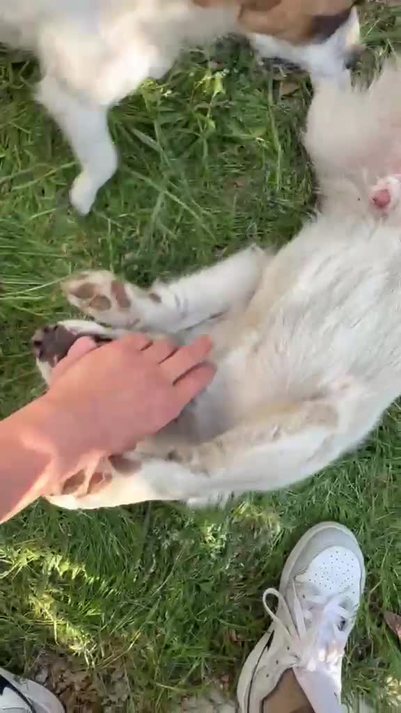 Jack Russell cani in regalo: Cagnolino incrocio jack russel  - Video 2
