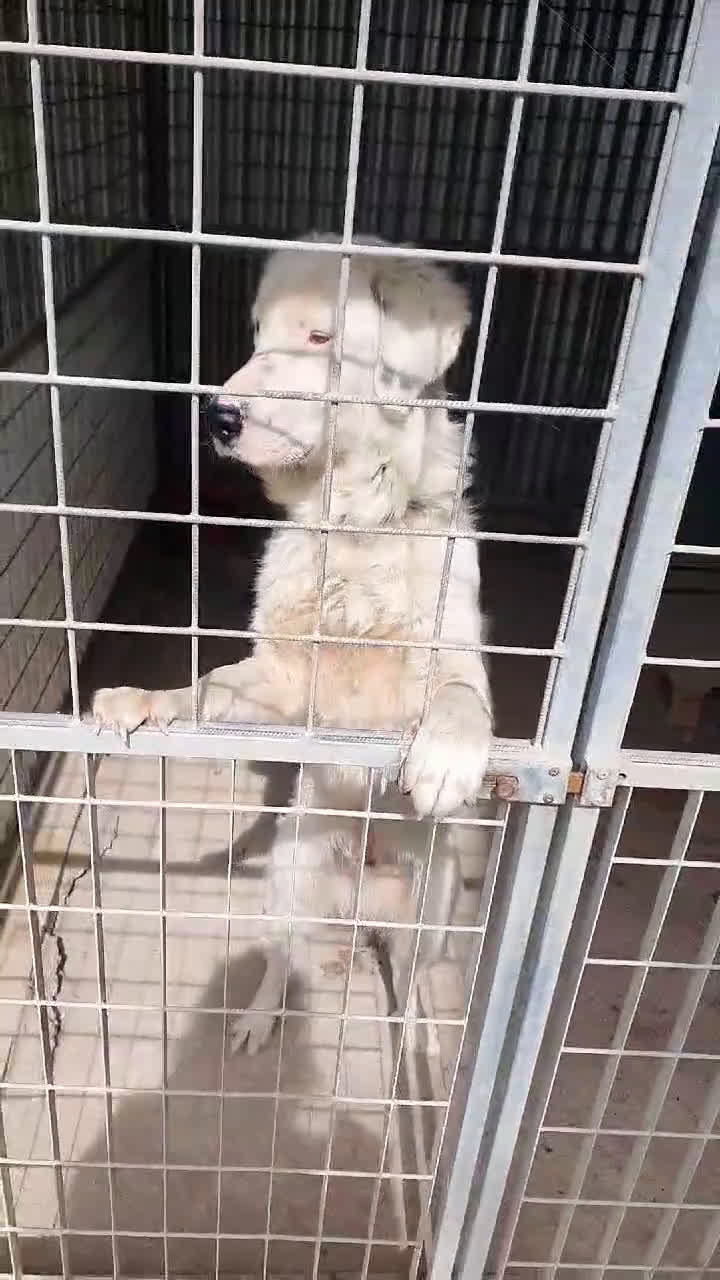 Meticcio cani in regalo: NEVE MIX GOLDEN RETRIEVER ALBINO a Provincia di Avellino - Video 3