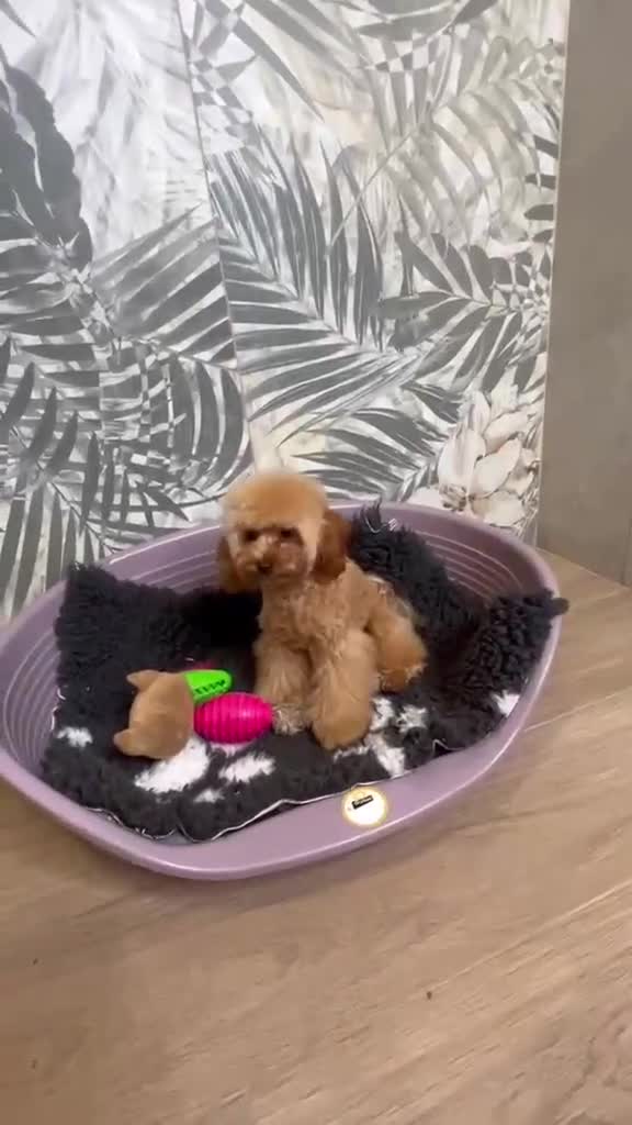 Barboncino Toy cani in vendita: Cuccioli barboncino toy e mini toy  a Provincia di Brescia - Video 2
