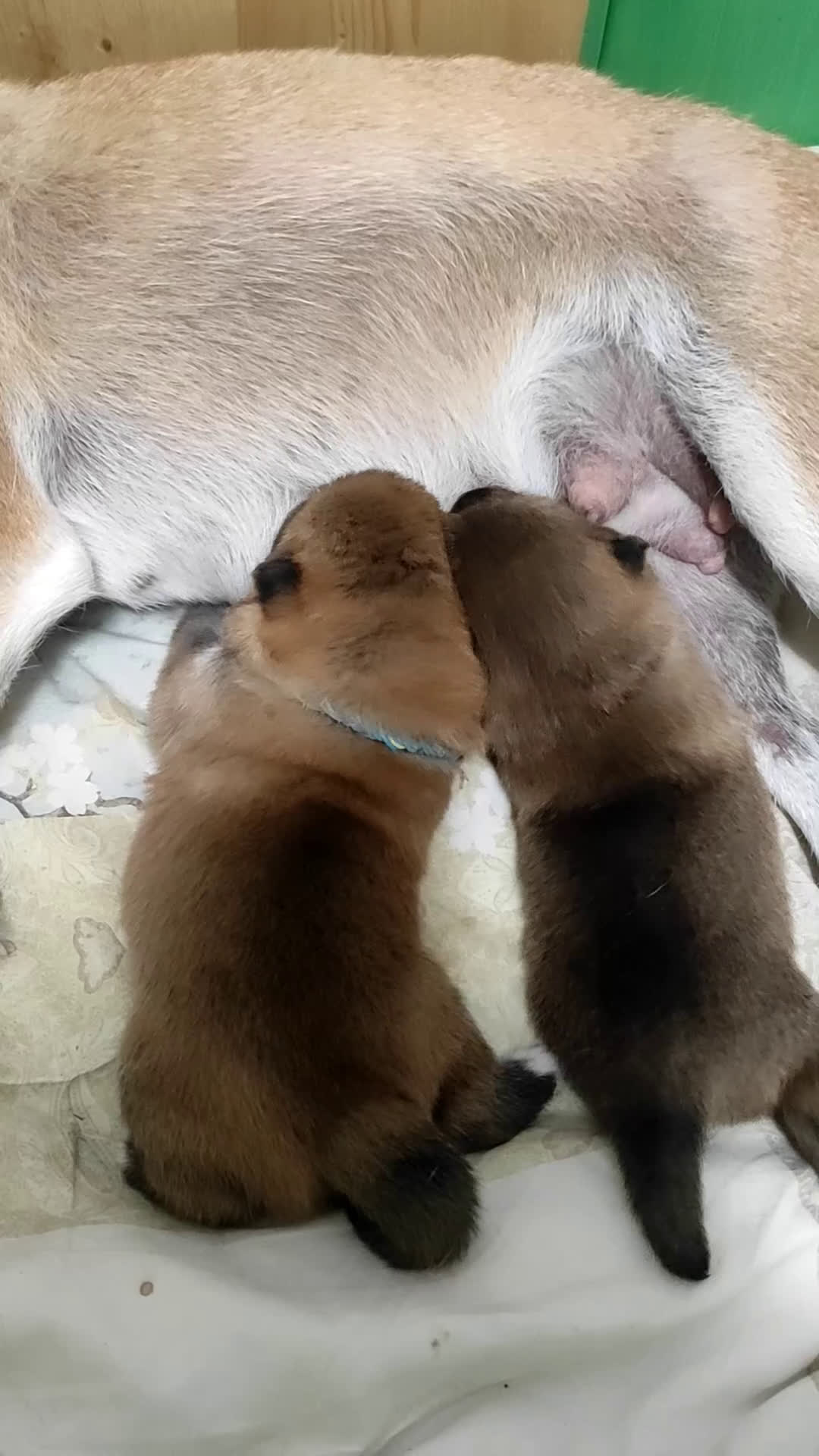 Shiba Inu cani in vendita: Cuccioli di Shiba Inu con genitori testati - Video 1