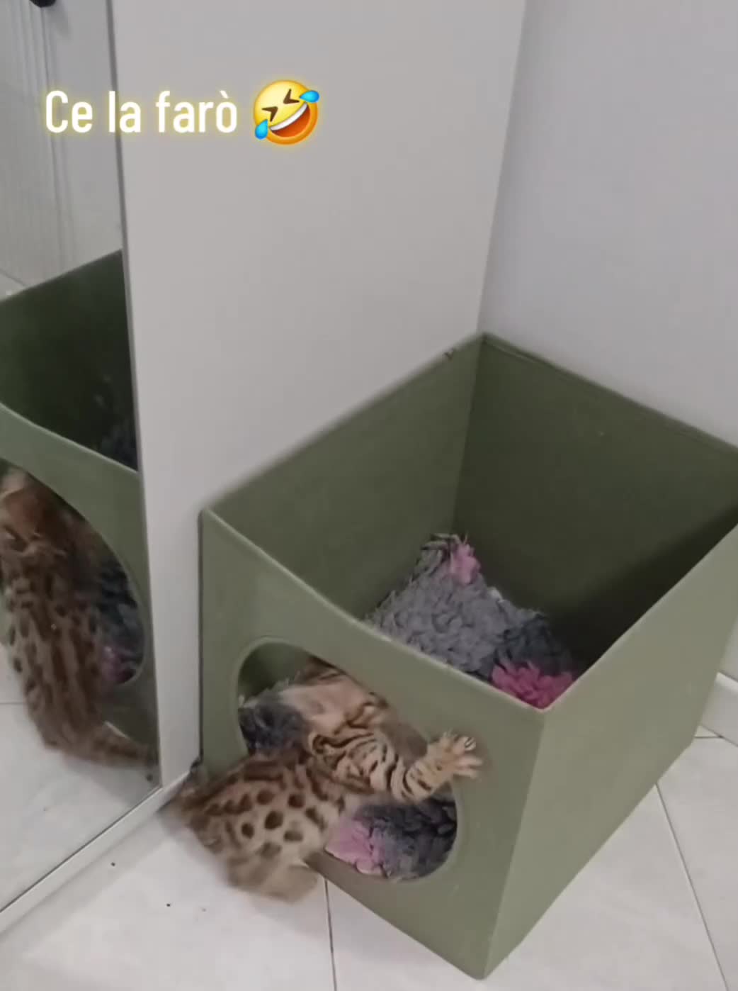 Bengala gatti in vendita: Gatto del Bengala  - Video 1