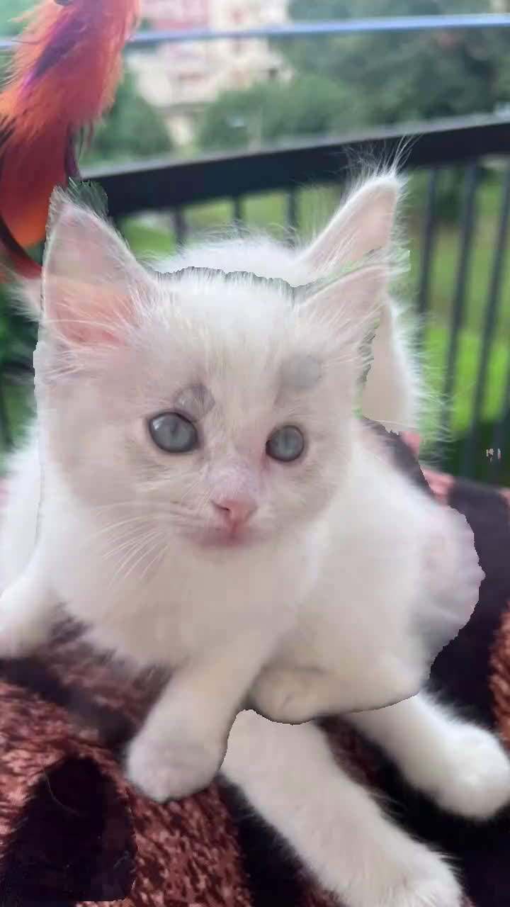 Ragdoll gatti in vendita: Ragdoll a Città Metropolitana di Torino - Video 1
