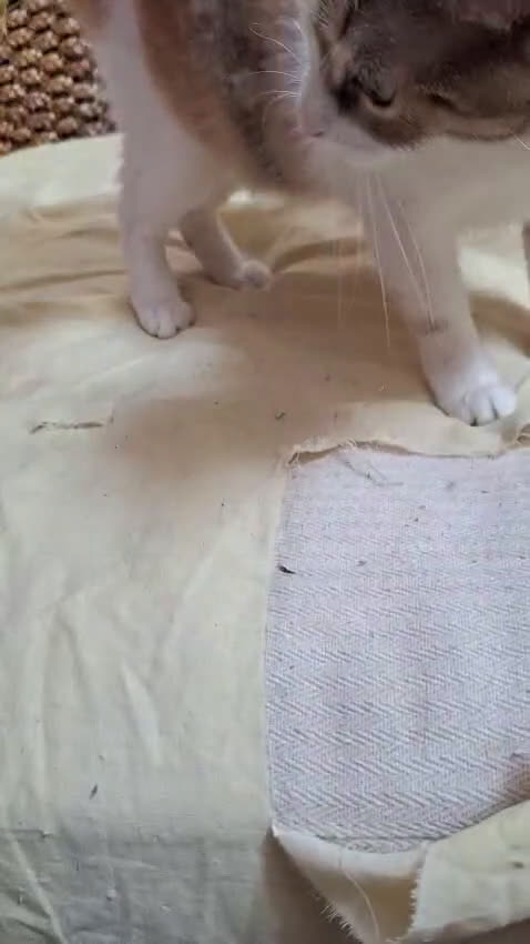 Europeo gatti in regalo: Maggie, abbandonata è pronta ad amare di nuovo  - Video 1