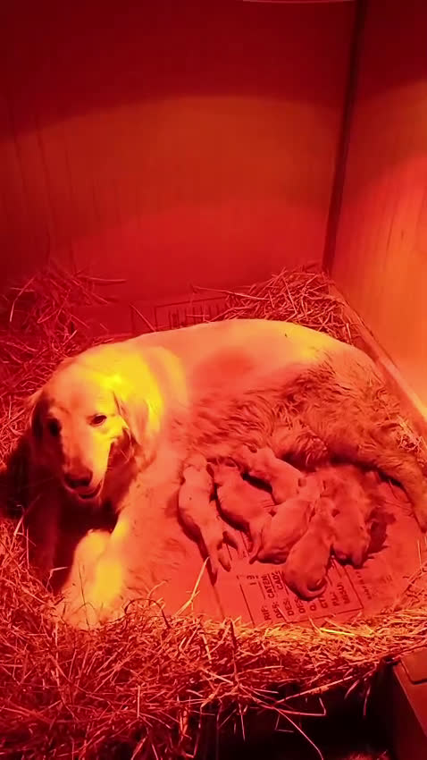 Barboncino cani in vendita: Barboncini Red Toy/Nani con pedigree - Video 1