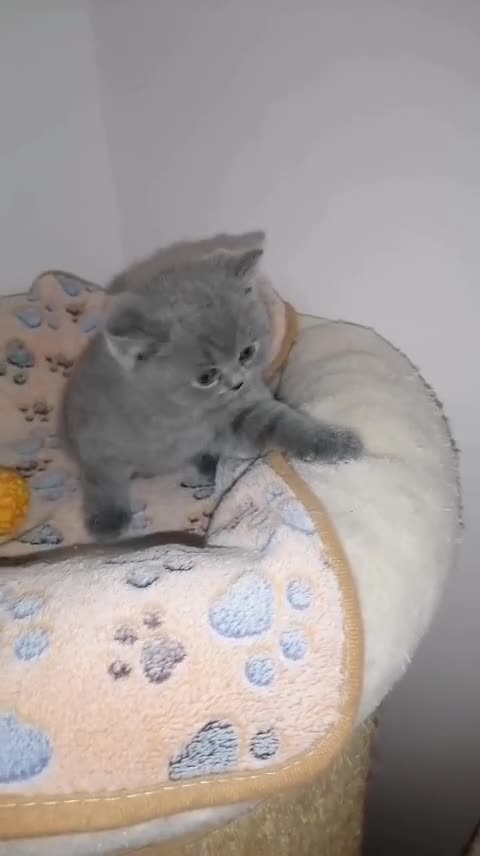 British gatti in vendita: BRITISH Shorthair BLU - Video 1