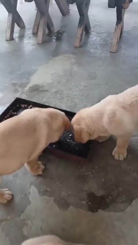 Labrador cani in vendita: Vendesi cuccioli Labrador  a Città metropolitana di Roma Capitale - Video 1