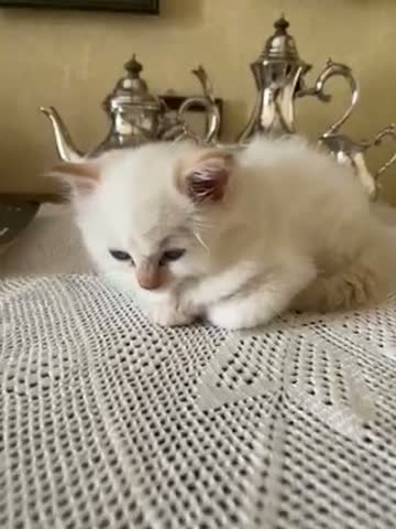 Ragdoll gatti in vendita: Splendidi cuccioli di Ragdoll - Video 1