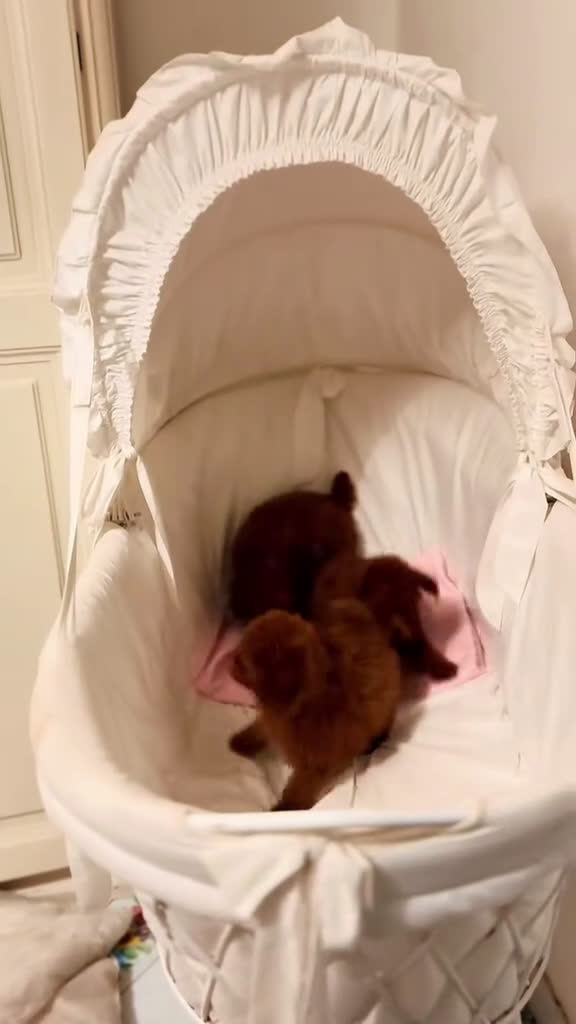 Barboncino Toy cani in vendita: Cuccioli barboncino toy Enci - Video 1