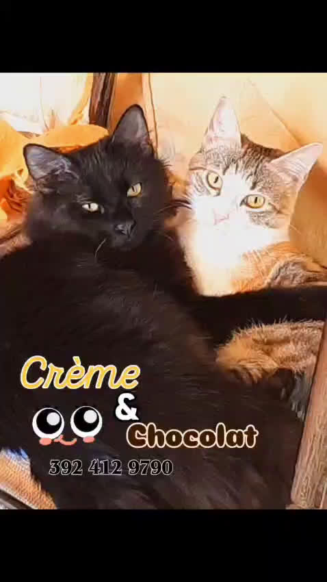 Altre razze gatti in regalo: CRÈME & CHOCOLAT - Video 1