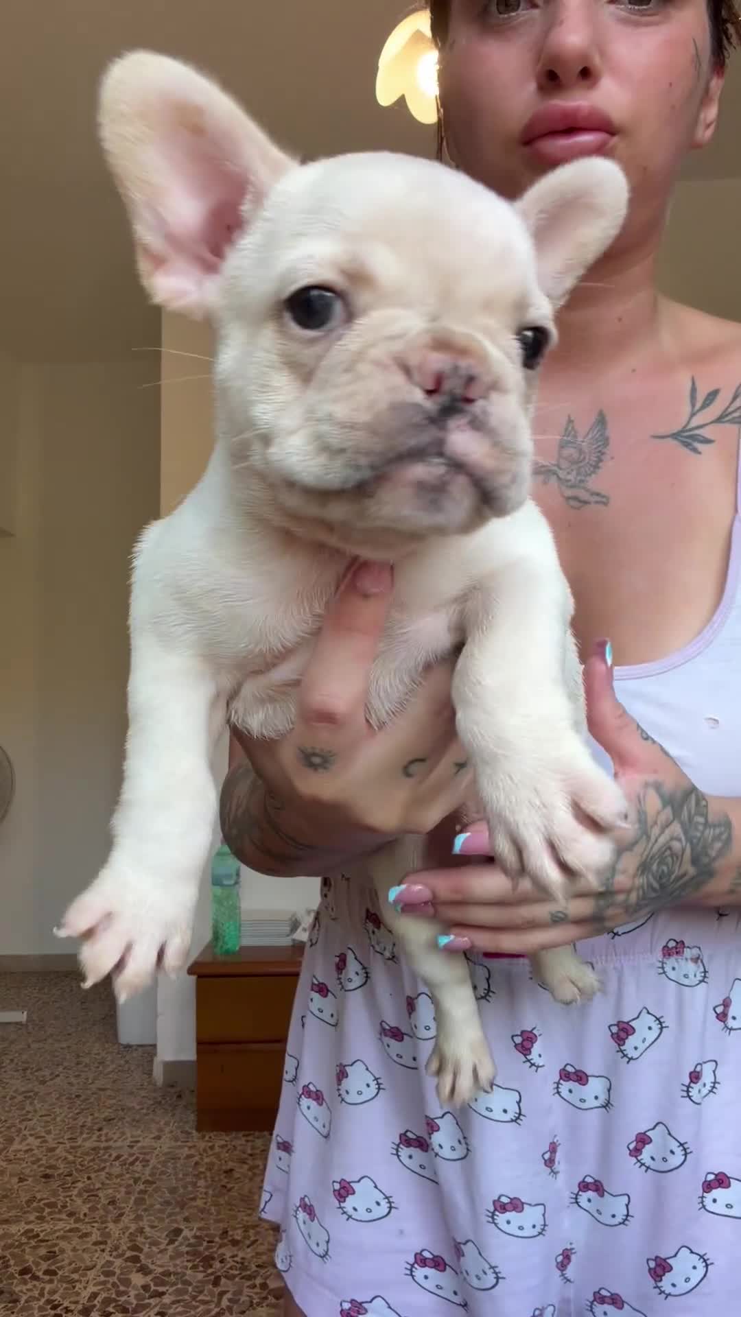 Bulldog Francese cani in vendita: Bulldog francese  - Video 1
